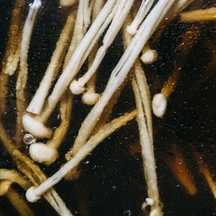 Triptych - Vinile LP di Matthias Lindermayr