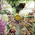 Gold - CD Audio di Kuf