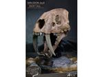Wonders Of The Wild Series Statua Smilodon Skull Fossil 22 Cm Star Ace Toys