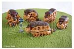6 Figurine Assortite. Studio Ghibli: My Neighbour Totoro Collection Chatbus