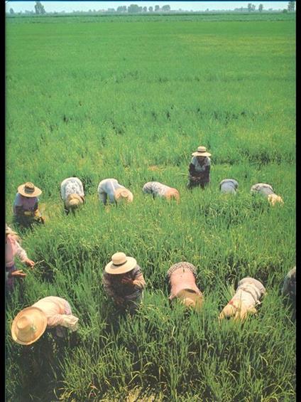 La terra padana - Eugenio Turri - copertina