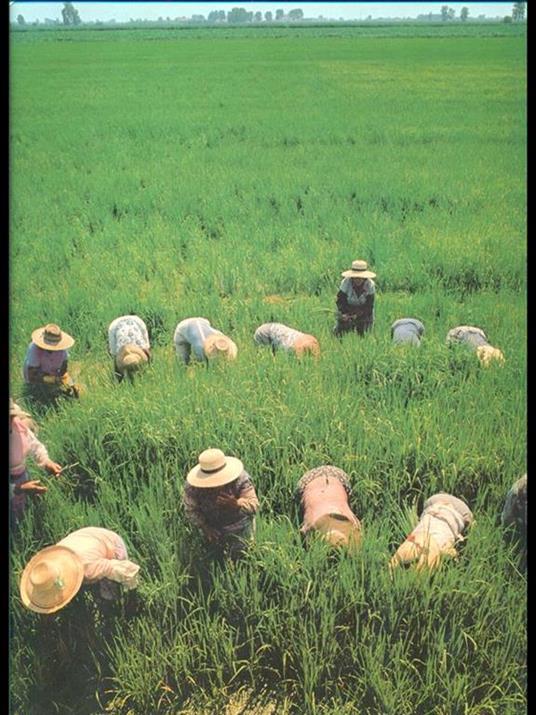 La terra padana - Eugenio Turri - copertina