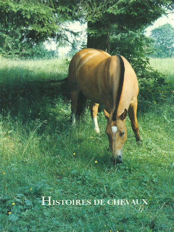 Histoires de Chevaux