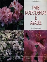 I miei Rododendi e Azalee