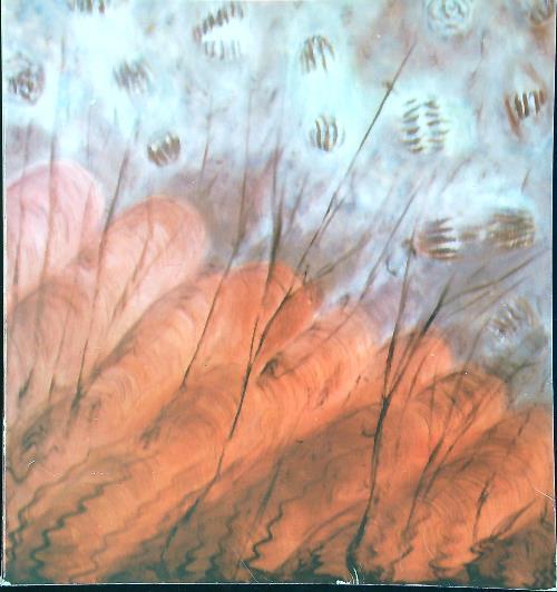 Microcosmo verde - Pasquina Bianco - copertina