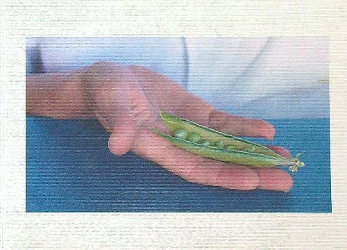 Verde pisello