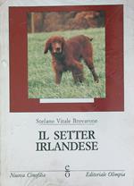 Il Setter irlandese