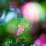 Wilderness - Vinile LP di Coldharbourstores