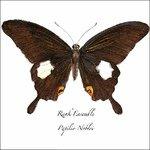 Papilio Noblei