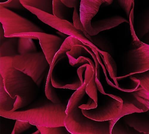 Coil - CD Audio di Ian Boddy