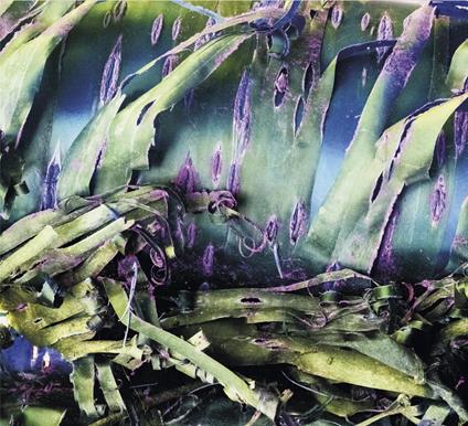 Multizonal Mindscramble - CD Audio di Polypores