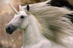 Poster Maxi 61x91,5 Cm Bob Langrish. Unicorn