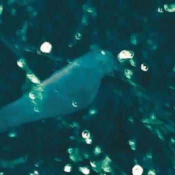 Wa-Zoh - Vinile LP di Doug Wieselman