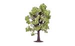 Albero Modellismo. Faggio