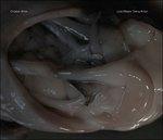 Love Means Taking Action - Vinile LP di Croatian Amor