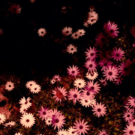 Babydoll (Cream Vinyl) - Vinile LP di Rat Columns