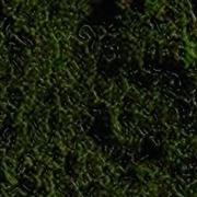 Swamp Harbour - Vinile LP di Swamp Harbour