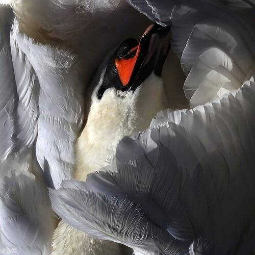 Even The Chimera - Vinile LP di Wild Terrier Orchestra