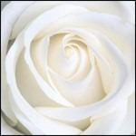 Rose Card. Relaxing Inspirational Music