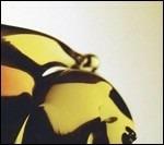 True Loves - Vinile LP di Hooray for Earth