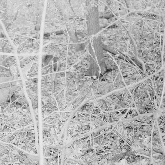 Bones For Time - Vinile LP di Tongue Depressor