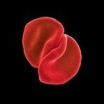 Scratch My Back (Special Edition) - CD Audio + DVD di Peter Gabriel