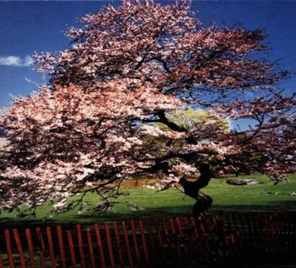 Mercy Street - CD Audio di A Reminiscent Drive