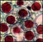 Porto - CD Audio di Coil