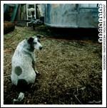 Cylinder - CD Audio di Darren Johnston,Aram Shelton,Lisa Mezzacappa,Kjel Nordeson