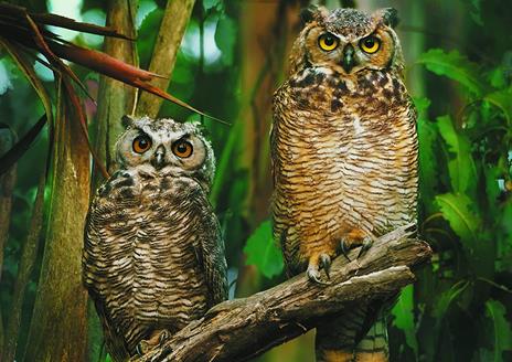 Puzzle da 1000 Pezzi. Gufi - 2