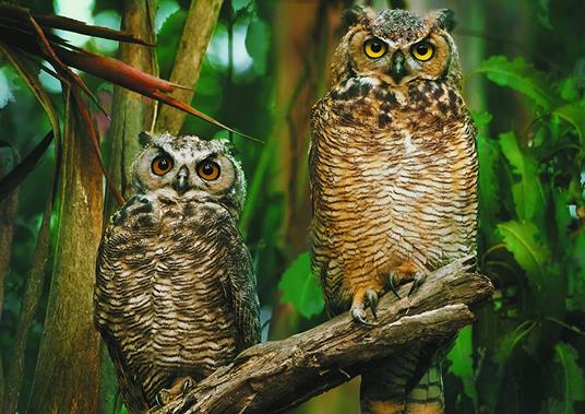 Puzzle da 1000 Pezzi. Gufi - 2