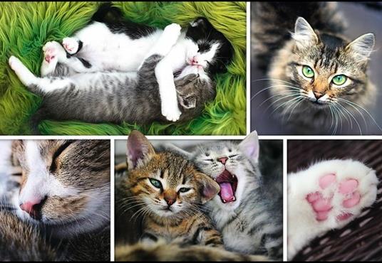 Puzzle da 1500 Pezzi - Just cat things - collage - 3