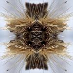 Sutra
