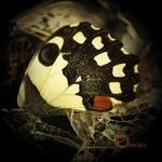 Music for Wastelands (Digipack)