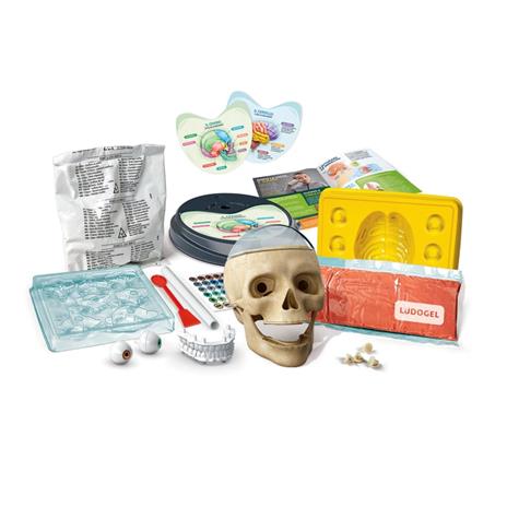 Anatomia Fuori di Testa - 4