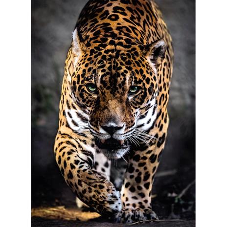 Puzzle Clementoni 1000 pezzi. Walk of the Jaguar - 3