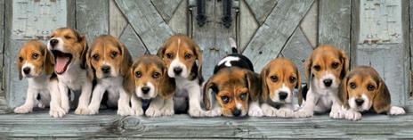 Puzzle 1000 Pz. High Quality Collection. Panorama. Beagles - 3