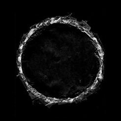 Paradise (White Transparent Edition) - Vinile LP di Dead