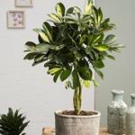 1 Pianta Di Schefflera Gold Cappella In Vaso 19Cm Da Interno Appartamento Purifica Aria