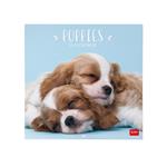 Calendario 2024, da parete, 30 x 29 cm PUPPIES