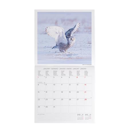 Calendario 2024, da parete, 30 x 29 cm OUTSTANDING OWLS - 2