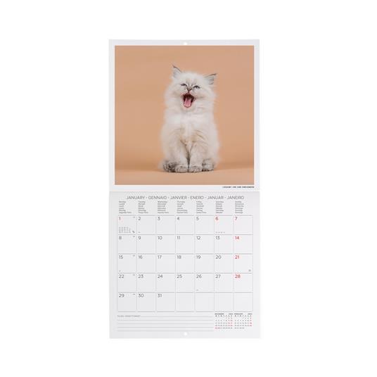 Calendario 2024, da parete, 18 x 18 cm KITTENS - 2