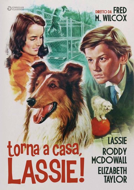 Torna a casa, Lassie! (DVD) di Fred McLeod Wilcox - DVD