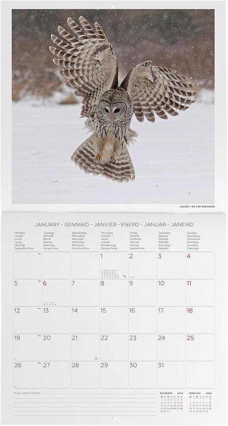Calendario 2026 da Parete  - Outstanding Owls - 30 x 29 cm - 2