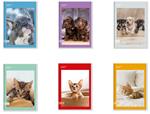 Quaderno A4 Maxi 96/100 Colour Code Animal Snapshot, Q - Quadretti grandi 5 mm con margine 21 x 30 cm