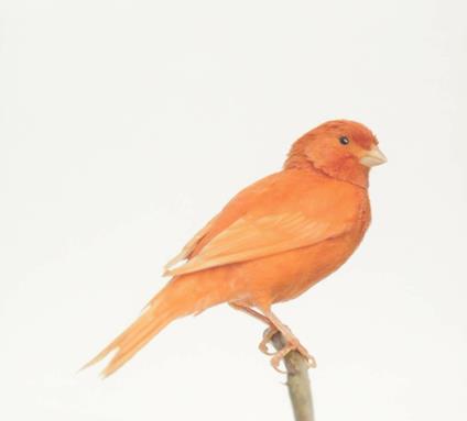 Outside the Cave - CD Audio di Luca Pietropaoli