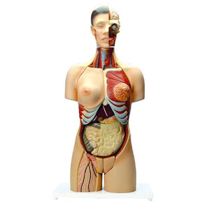 Modello Torso Umano Con Sesso Intercambiabile