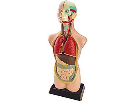 Miniland Educational 99020 Corpo Umano Scomponibile, Tronco Organi