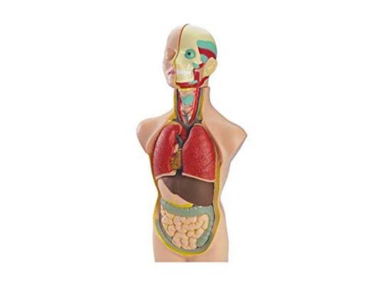 Miniland Educational 99020 Corpo Umano Scomponibile, Tronco Organi - 2