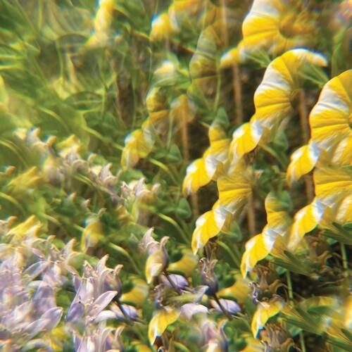 The Notional Pasture - Vinile LP di Imaginary Softwoods